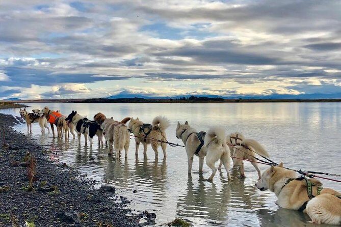 Small Group Husky Sledding Tour from Capital Region - Your 3-Hour Timeline: From Reykjavik to Base Camp and Back