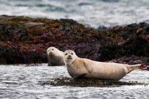 Small-Group Snaefellsnes National Park Day Trip from Reykjavik - Ytri Tunga: Seals, Farm Country, and a Relaxed Beach Walk