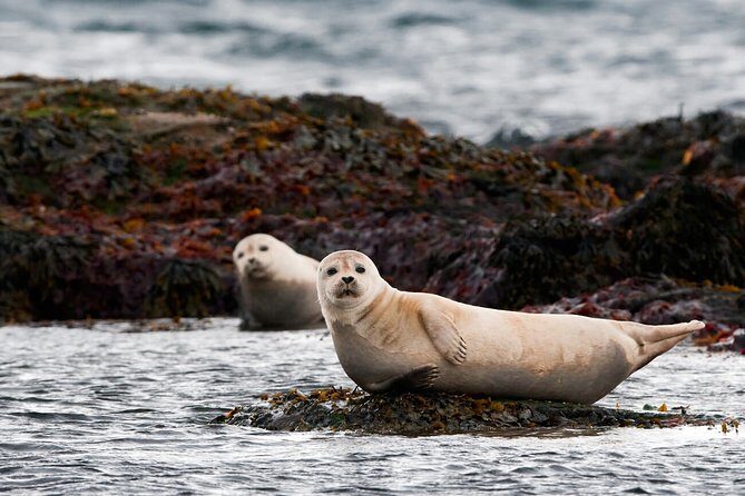 Small-Group Snaefellsnes National Park Day Trip from Reykjavik - Ytri Tunga: Seals, Farm Country, and a Relaxed Beach Walk