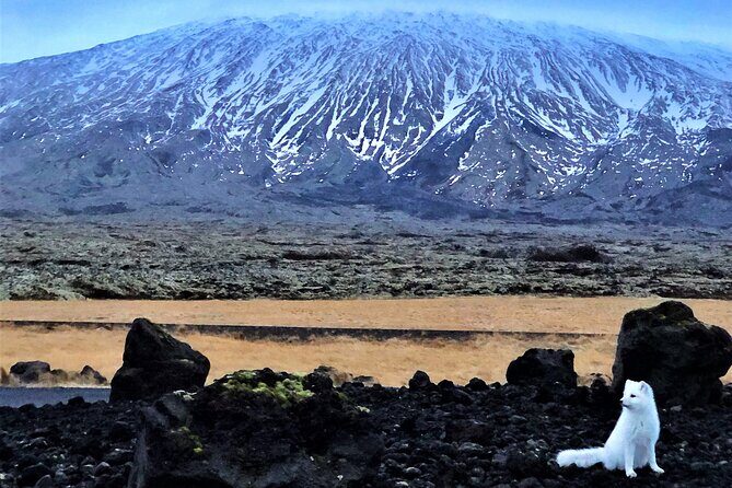 Snaefellsnes, Mt. Kirkjufell & Black Sand Beach Small-Group Tour - Kirkjufell Mountain: the first photo stop hits different