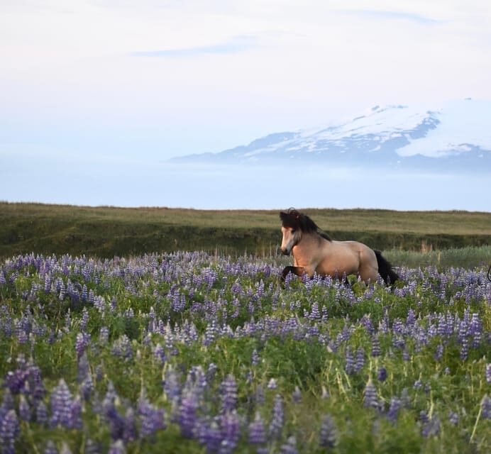 southern Iceland: Black beach riding tour - Getting to Grímsstaðir: Meeting Point, Farm Arrival, and Timing