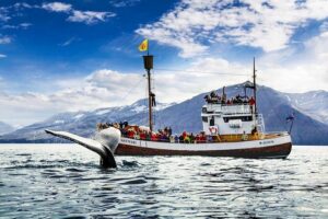 Traditional Oak Ship Whale Watching Tour From Husavik - What you’re likely to see: humpbacks, dolphins, and bird life around Húsavík