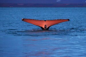 Traditional Whale Watching from Húsavík by Local Family Company - Getting geared up near the Gentle Giants Ticket Center