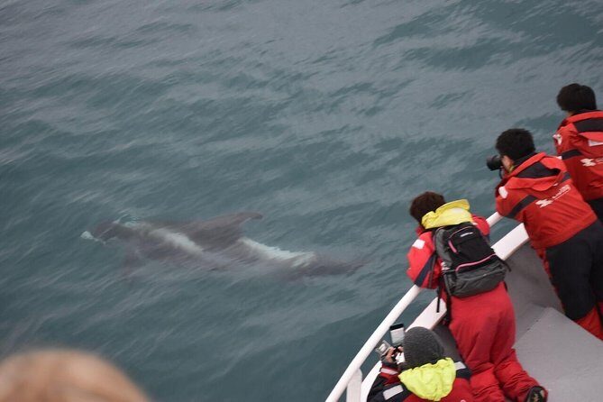 Two-In-One: Whale & Puffin Watching Tours from Reykjavik - Entering Elding’s two-boat day: how this combo really feels