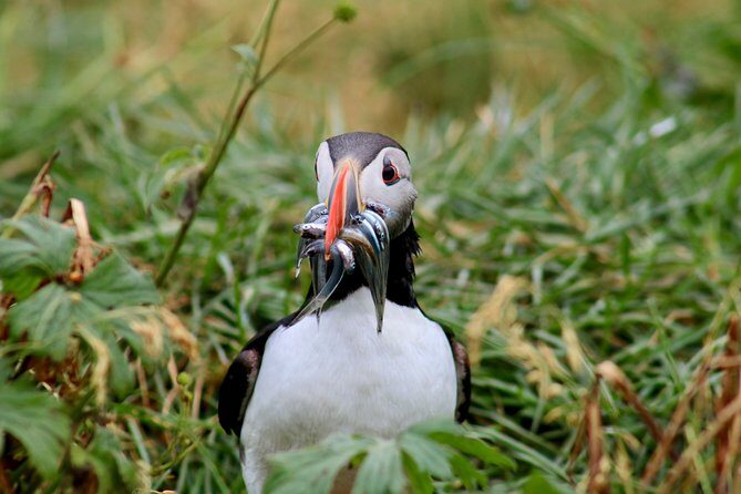 Two-In-One: Whale & Puffin Watching Tours from Reykjavik - Stop 1: Lundey puffin watching on the smaller boat