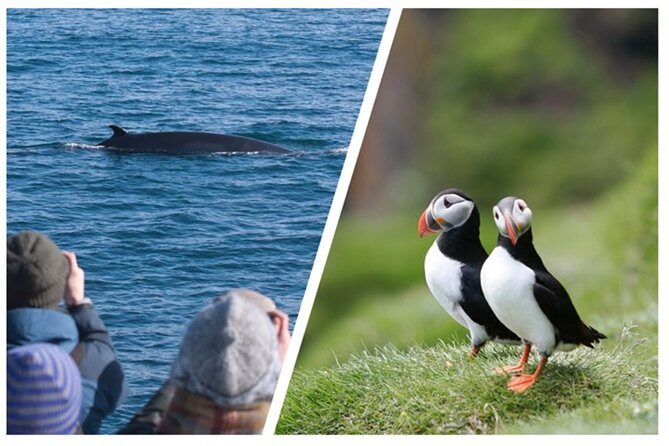 Two-In-One: Whale & Puffin Watching Tours from Reykjavik - Comfort that actually matters: heated windows, gear, and onboard perks