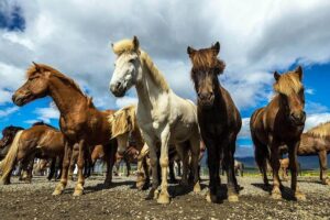Viking Horse Riding and Golden Circle Tour from Reykjavik - Laxnes Horse Farm: Viking horses, easy handling, real countryside