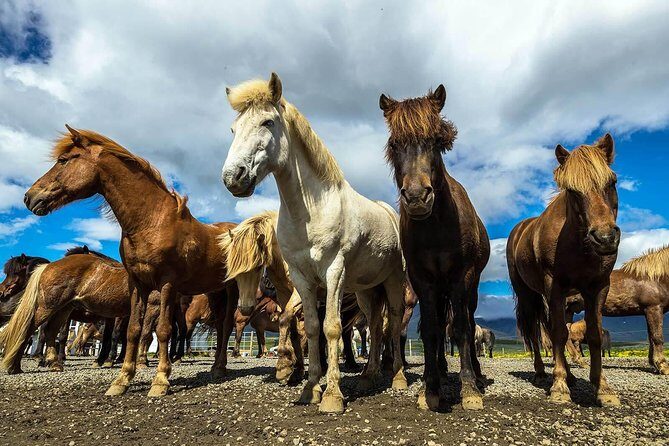 Viking Horse Riding and Golden Circle Tour from Reykjavik - Laxnes Horse Farm: Viking horses, easy handling, real countryside