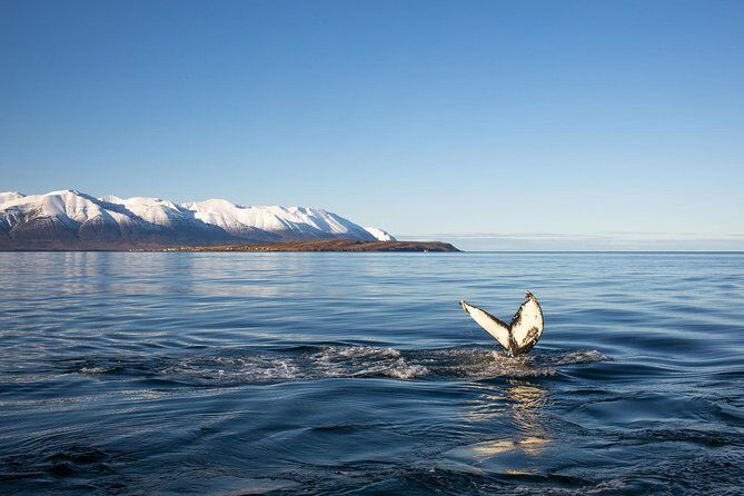 Whale Watching and Sea Angling Tour - The 3.5-hour flow: whale watching first, then sea angling