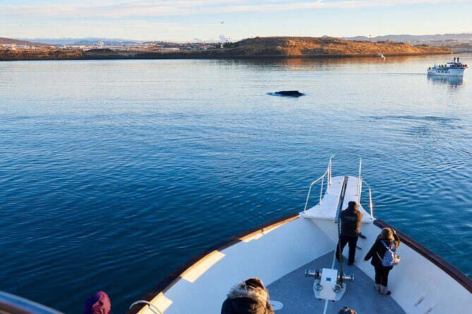 Whale Watching Cruise on a Yacht in Reykjavik - What you’re actually looking for: whales, dolphins, and the rare chance of orcas