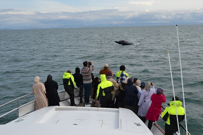 Whale Watching & Dolphin Yacht Cruise - Wildlife spotting in Reykjavik’s Faxafloi Bay: whales, dolphins, and puffins