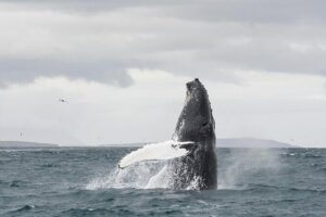 Whale Watching from Downtown Akureyri - The boat setup: where you’ll actually watch whales