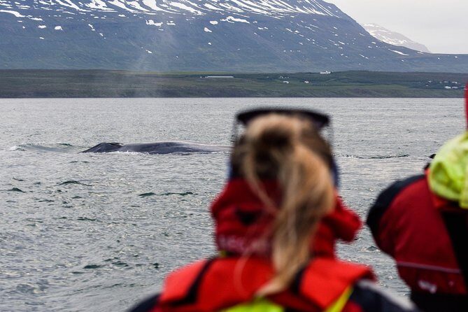 Whale Watching from Downtown Akureyri - Captain skills + responsible rules: how the spotting works
