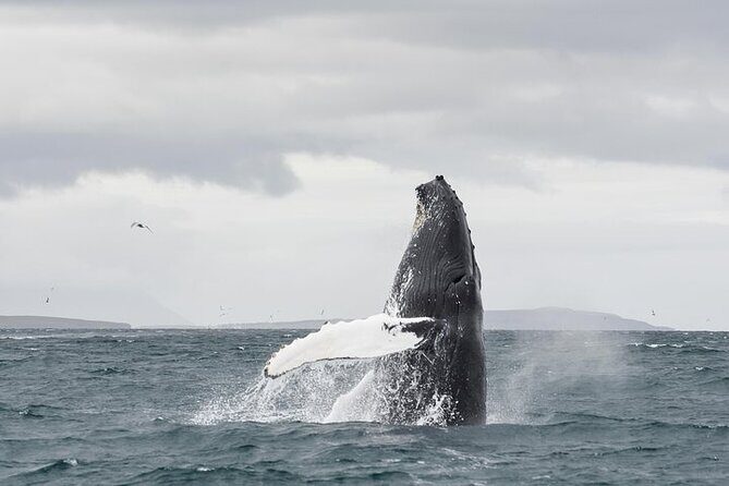 Whale Watching from Downtown Akureyri - The boat setup: where you’ll actually watch whales