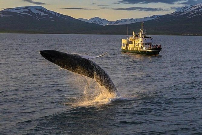 Whale Watching from the Heart of Akureyri - The Boat Setup: Heated Cabin, Warm Suits, and Real Viewing Options
