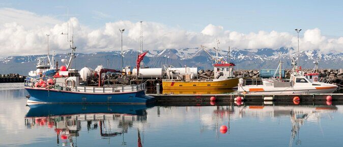 Whale Watching in Husavik - Quick hits before you go