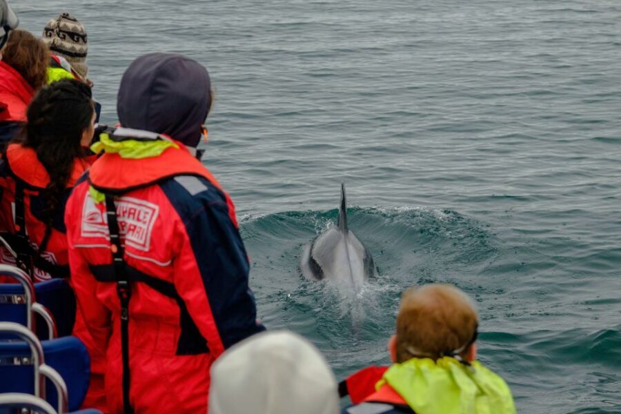 Whale Watching in Reykjavik by Speedboat - The 2-Hour Rhythm: Out to Wildlife, Then Back for Shoreline Views