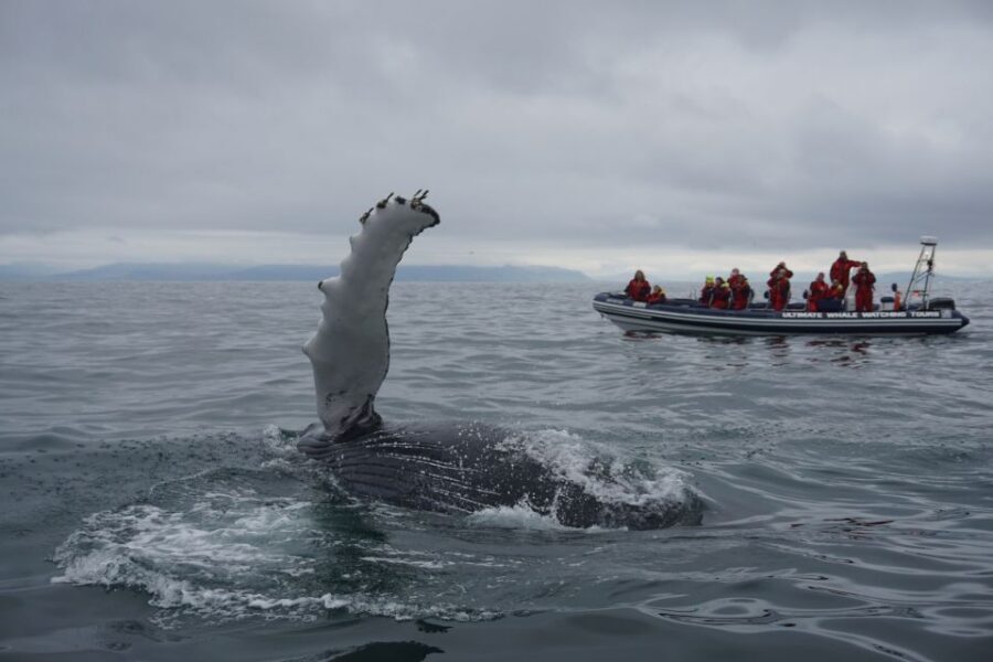 Whale Watching in Reykjavik by Speedboat - Why the RIB Boat Changes Everything for Whale Watching