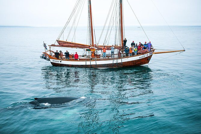 Whale Watching on a Traditional Oak Sailing Ship from Husavik - Ticket Centre to Harbor: The 30-Minute Head Start That Matters