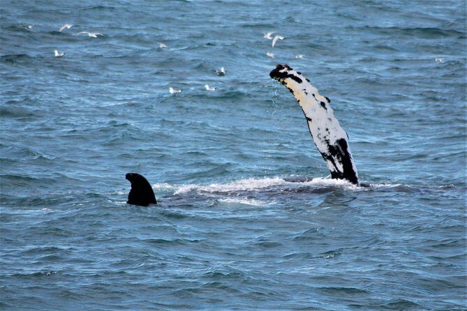 Whale Watching Tour with Professional Guide from Reykjavik - Harpa, Mount Esja, and Snæfellsnes: the views that make time pass
