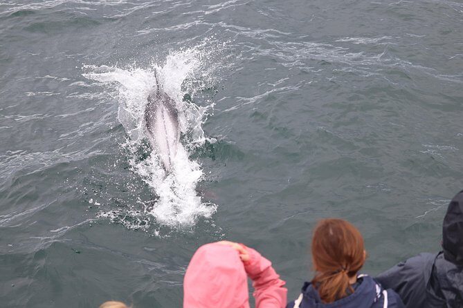 Whale Watching Tour with Professional Guide from Reykjavik - Two seating areas and heated cabins: staying comfortable while you scan