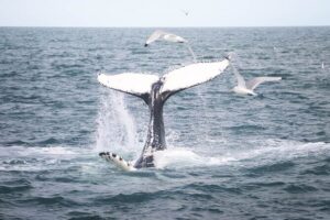 Whales and Puffins Tour from Husavik - Skjálfandi Bay Whale Watching: Species Chances and How Sightings Play Out