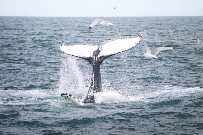 Whales and Puffins Tour from Husavik - Skjálfandi Bay Whale Watching: Species Chances and How Sightings Play Out