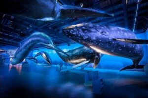 Whales Of Iceland Admission Ticket - The Fin Whale Theatre: included documentaries that hit conservation