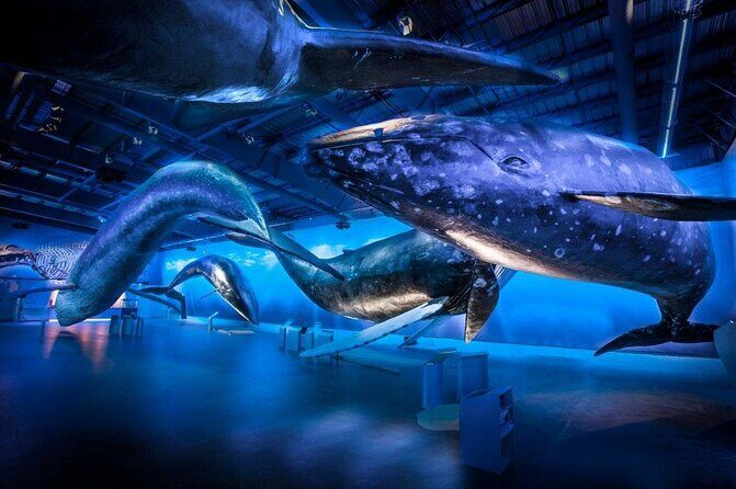 Whales Of Iceland Admission Ticket - The Fin Whale Theatre: included documentaries that hit conservation