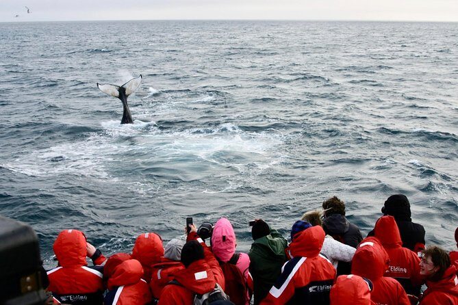 Winter Whale Watching and Northern Lights Cruise from Reykjavik - Weather realities: when the aurora portion shifts