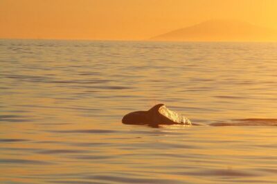 Magical Whales in the Midnight Sun | from Reykjavik - Boarding the ship: where comfort meets spotting