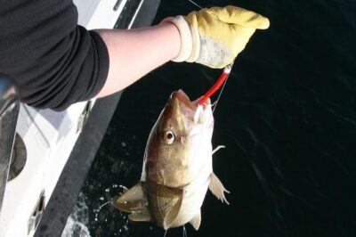 Reykjavik Sea Angling Gourmet - The BBQ Catch: Why the Meal Changes the Value Equation
