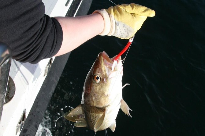 Reykjavik Sea Angling Gourmet - The BBQ Catch: Why the Meal Changes the Value Equation
