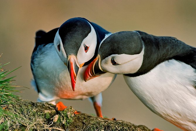 Reykjavik Shore Excursion: Puffin Sightseeing Cruise - On-board birdwatching: binoculars, seating angles, and sound issues to plan for