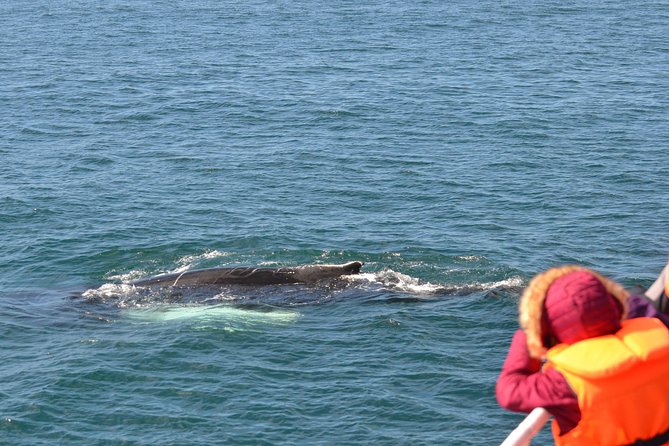 The Original Classic Whale Watching from Reykjavik - Wi‑Fi, photos, and the little extras that affect value
