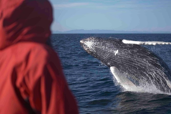 The Original Classic Whale Watching from Reykjavik - Cruising the bay: how you search and what you’ll likely see