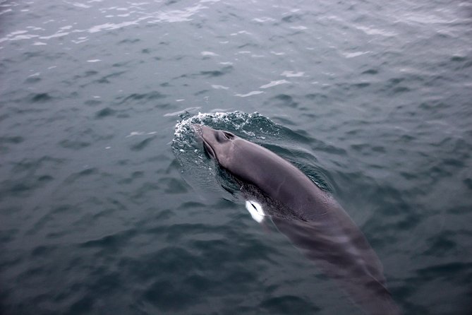 Whale-Watching Boat Tour with Expert Guide from Reykjavik - Thermal Overalls and Heated Viewing: Comfort Is the Real Upgrade
