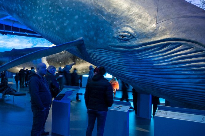 Whales of Iceland from Land and Sea - On the water: how the cruise actually plays out